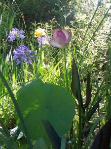 isla delta encantado