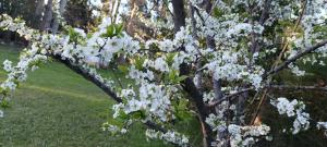 isla delta encantado