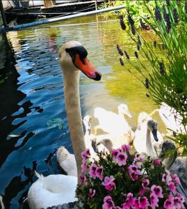 Peaceful room on a houseboat in the city centre