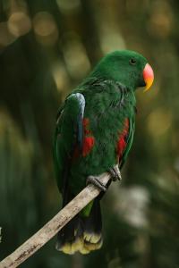 Mamatua N Saleo Villa