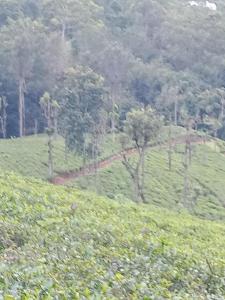 Sapugolla Family Resort