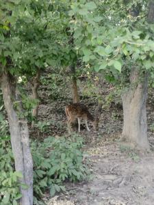 Corbett Green Orchard