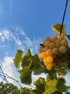 La Villa del Relax img33