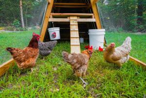 Rustic Cabin Retreat - Cozy Stove & Fresh Eggs
