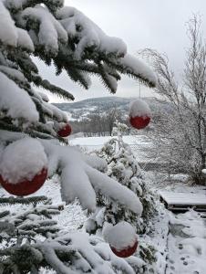 W Zaciszu Gomólnika