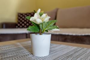 Vila Narcis Zlatibor