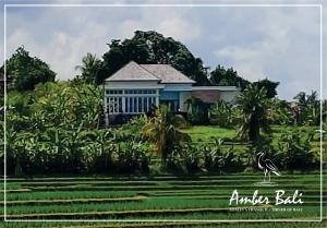 Amber Bali - Villa with serenity