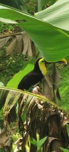 Villa Manolo Lodge, Ocean and Forest View