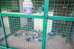 Milic Apartmant with parking