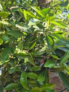 Comfy Home - De Werf