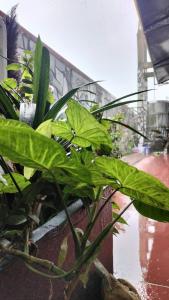 Yên Homestay Đơn Dương