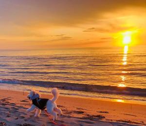 Valamar Cozy Apartment