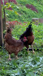 The Apiary Mountain Camp and Farm