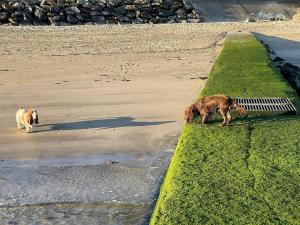 Maisons de vacances La maison bleue : photos des chambres