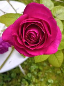 B&B / Chambres d'hotes Le Moulin des Roses : photos des chambres