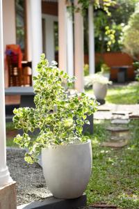 Rovenluck Eco Cabana