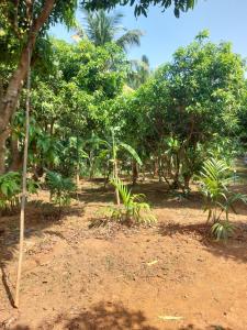 Vill Brahmi Stay Gokarna