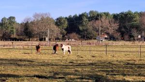 Appartements Joli gite dans une installation equestre : photos des chambres