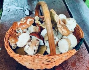 Do pohody - Do přírody