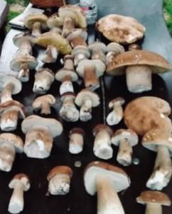 Do pohody - Do přírody