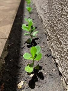 Casa de Praia com Piscina e Churrasqueira em Paripueira - AL