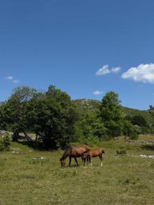 Etno selo - Guest House Etno Village - TRSA