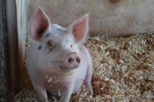 Bougainville Hotel Fazenda