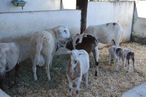 Bougainville Hotel Fazenda