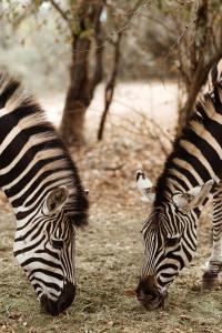 Jackals Dream - Self Catering Villa bordering Kruger National Park