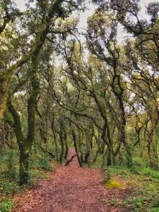 Villas Villa avec Piscine chauffee et parc arbore situee a 100 m de la Plage et Foret sans vis a vis : photos des chambres