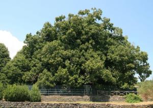 Room in BB - Stanza in affitto Giarre