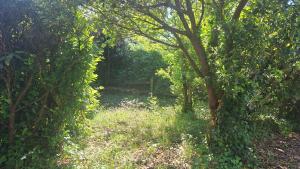 Maisons de vacances Jolie maison landaise proche de la plage : photos des chambres