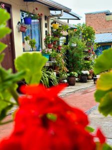 El Patio de las Orquídeas - Centro Histórico de Cuenca
