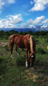 El Ashva casa de campo y santuario de caballos