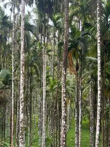 Max Farms - Talguppa