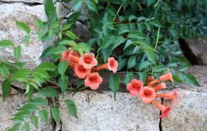 Villages vacances Hotel et Residence Benista : photos des chambres