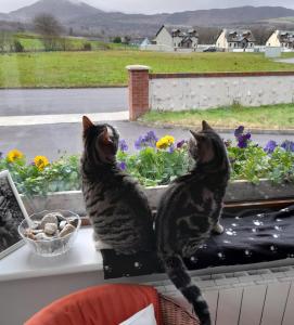 Sheepviewhouse Jamie