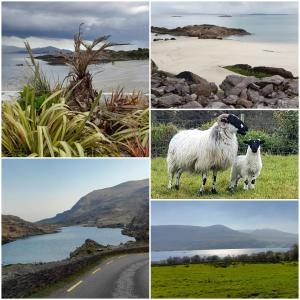 Sheepviewhouse Jamie