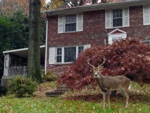 Private Retreat Apartment in DC - بيثيسدا