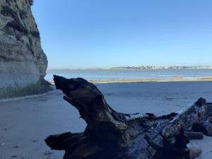 Studio rénové à 150m de la plage avec vélos et animaux acceptés - FR-1-494-199