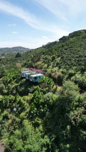 Gạo hạt dẻ homestay