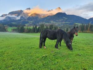Ferienwohnung Mitterdiel