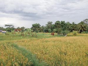 Maha House Mid of Ricefields