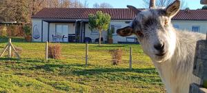 B&B / Chambres d'hotes Beeeel campagne - Studio nature entoure de chevres : photos des chambres