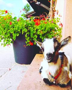 LEtoile du Vignoble au cœur dun ranch alsacien sur la route des Vins