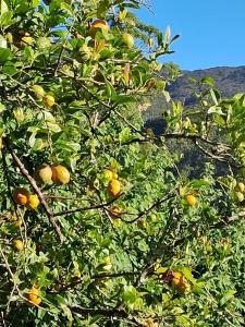 The Farm House Nuwaraeliya