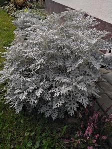 Apartament prywatny Baltic Nova Władysławowo