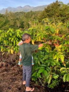 Farm House , Mountain View, Coffee Vegetable Farm BATU CITY