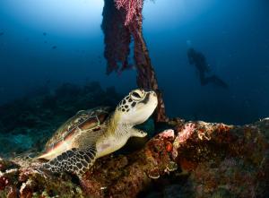 Polaris Beach and Dive Resort Inc