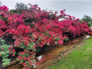 Caminhos da Serra do Tabuleiro - Chalé Araucária
